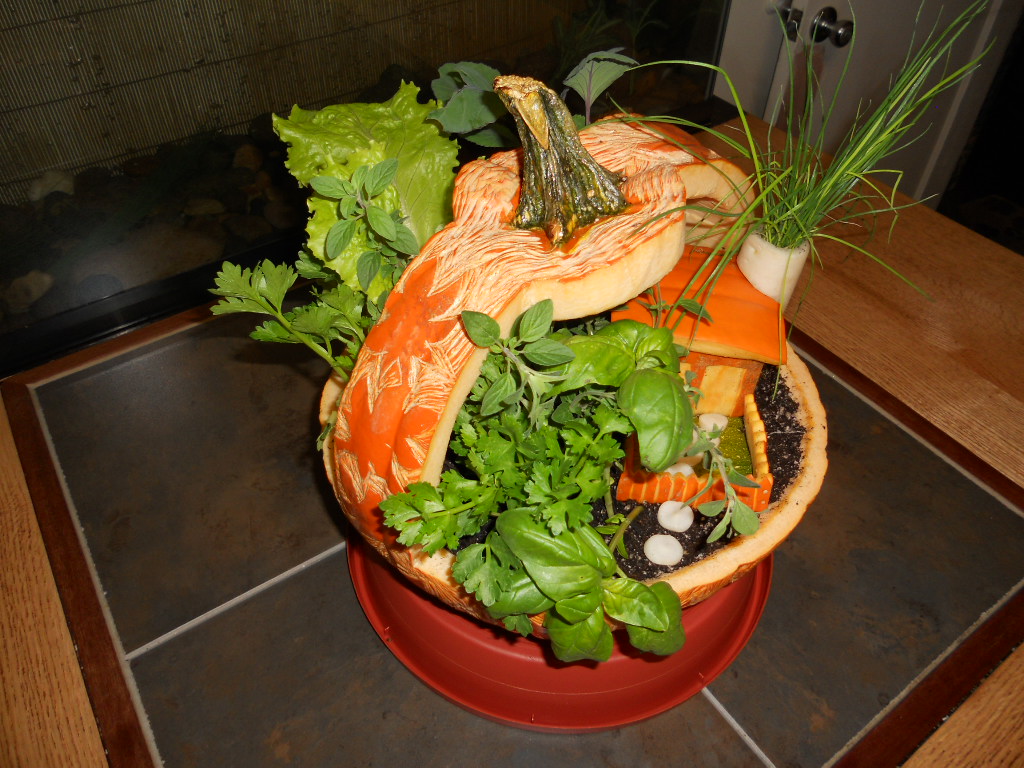 Pictures of Pummpkins